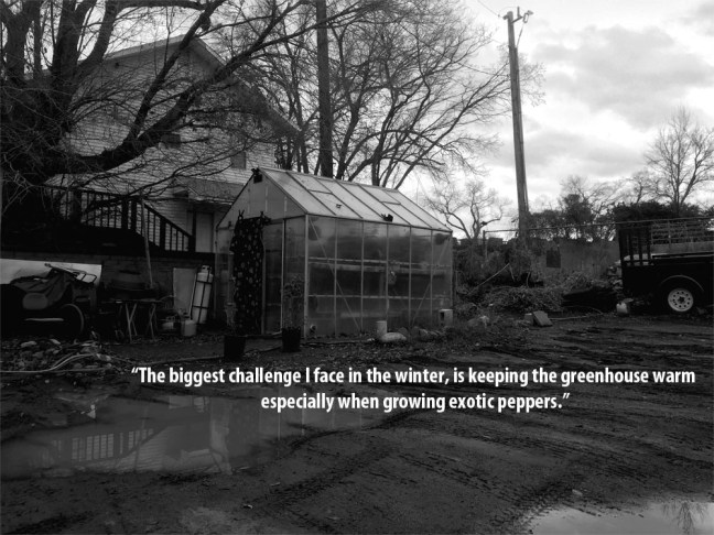 greenhouse